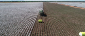 Expanded 2020 Cotton Trial