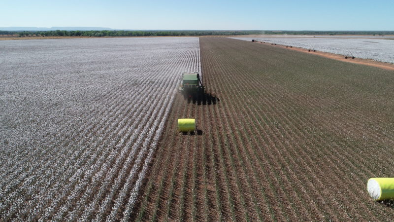 Expanded 2020 Cotton Trial